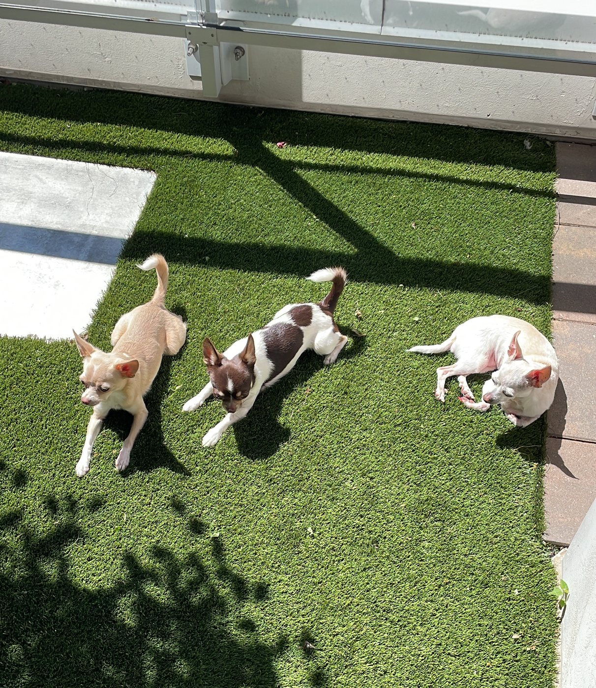 Our Chihuahua family